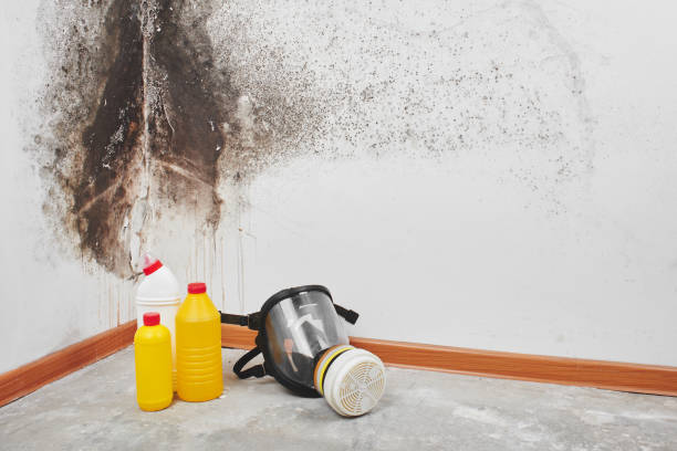 Best Mold Inspection  in Homer, LA