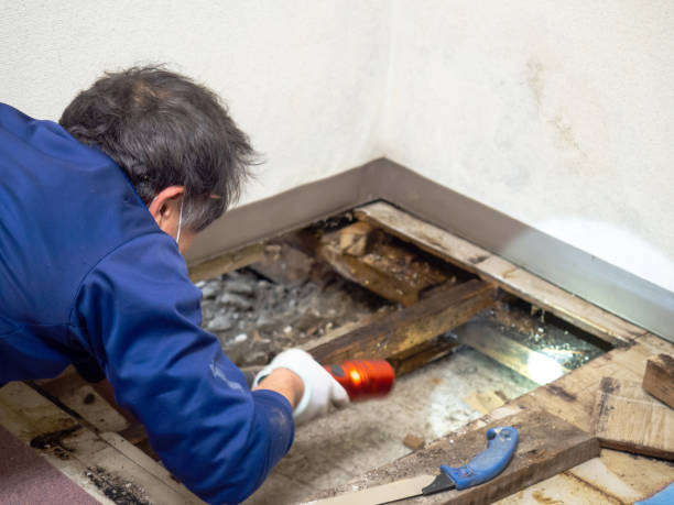 Best Professional Mold Removal  in Homer, LA