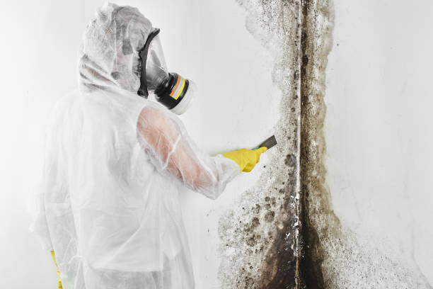 Mold Removal and Inspection in Homer, LA