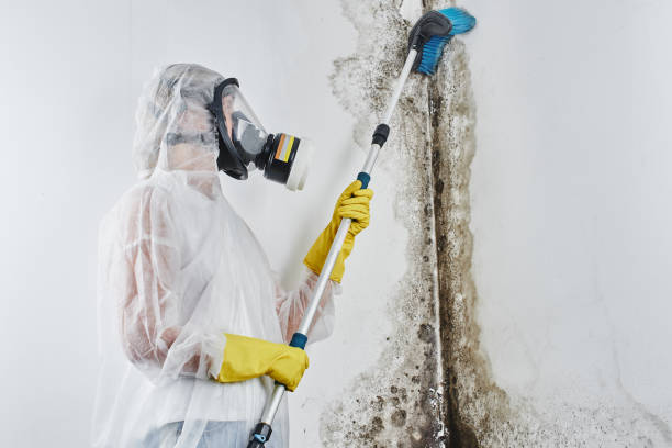 Home Mold Removal in Homer, LA