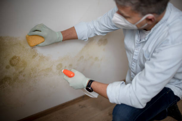 Best Crawl Space Mold Removal  in Homer, LA