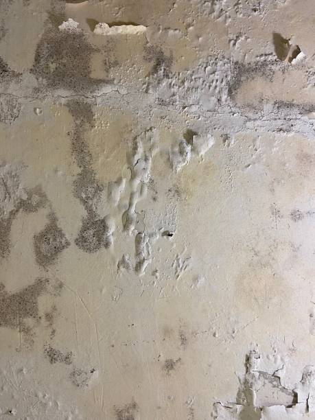 Mold Removal Process in Homer, LA