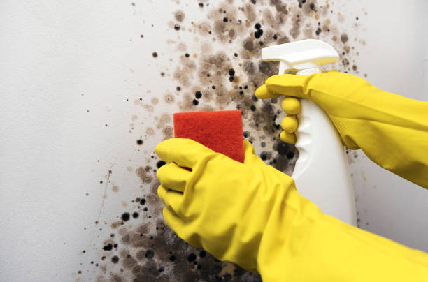 Best Mold Cleaning Services  in Homer, LA