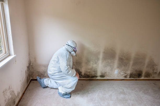 Best Emergency Mold Removal  in Homer, LA