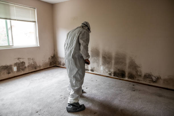 Best Mold Damage Repair  in Homer, LA