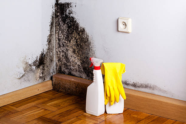 Best Home Mold Removal  in Homer, LA