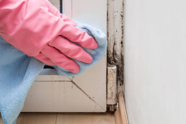 Trusted Homer, LA Mold Removal Experts