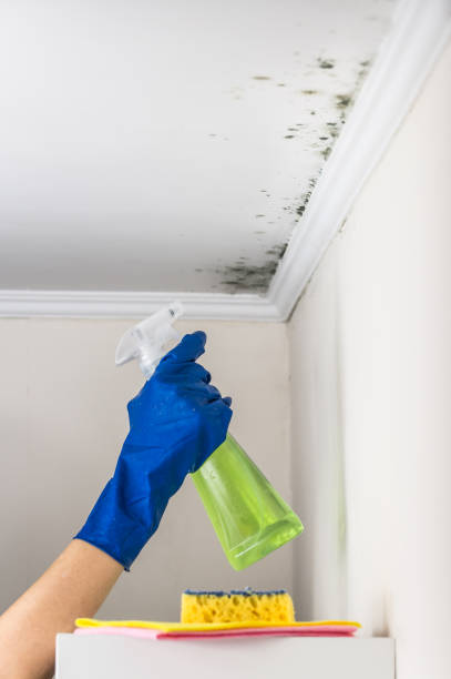 Best Commercial Mold Removal  in Homer, LA