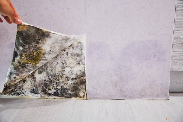 Best Mold Removal Specialists  in Homer, LA